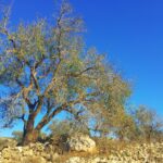 brown and green trees under blue sky during daytime