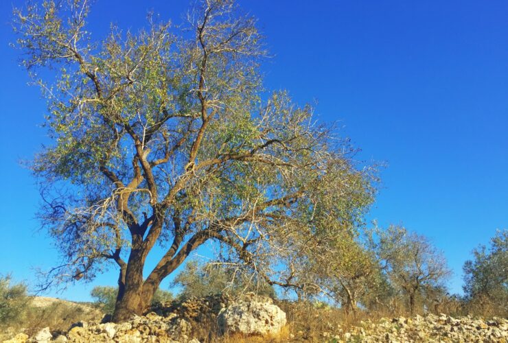 brown and green trees under blue sky during daytime