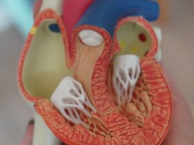 human heart anatomy learning tool