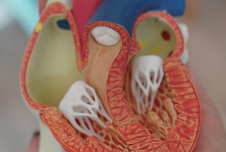 human heart anatomy learning tool