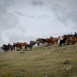 a herd of horses standing on top of a grass covered hill