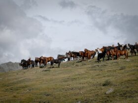 a herd of horses standing on top of a grass covered hill