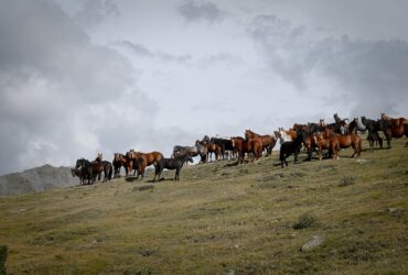 a herd of horses standing on top of a grass covered hill