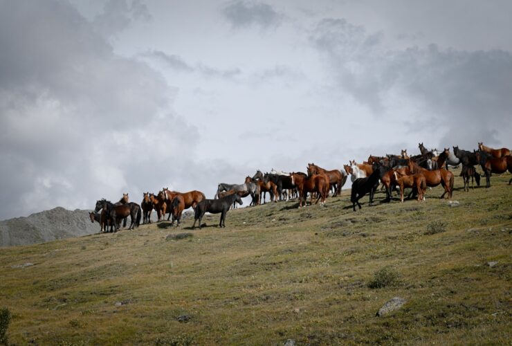 a herd of horses standing on top of a grass covered hill