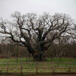 a large tree in the middle of a field
