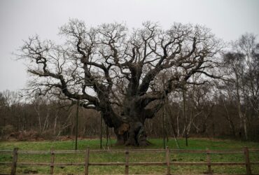 a large tree in the middle of a field