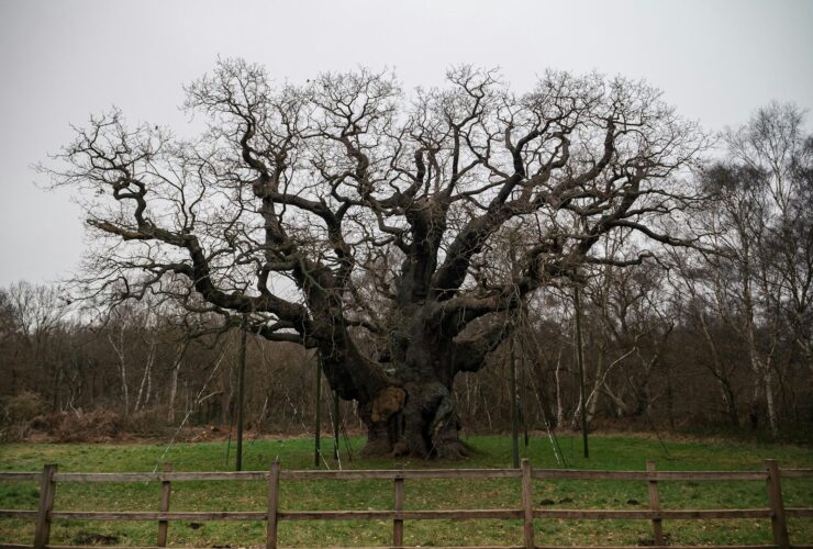 a large tree in the middle of a field