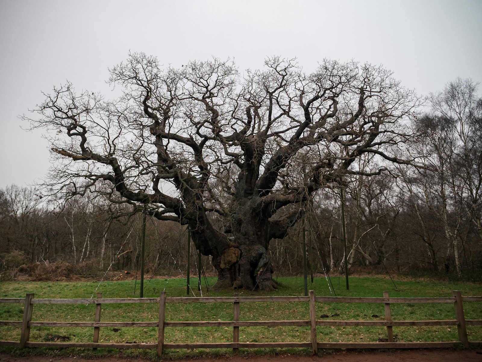 a large tree in the middle of a field