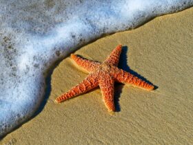 closeup photo of red star fish beside seashore
