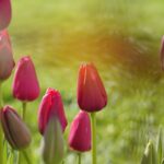 bokeh photography of pink tulip flowers