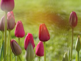 bokeh photography of pink tulip flowers