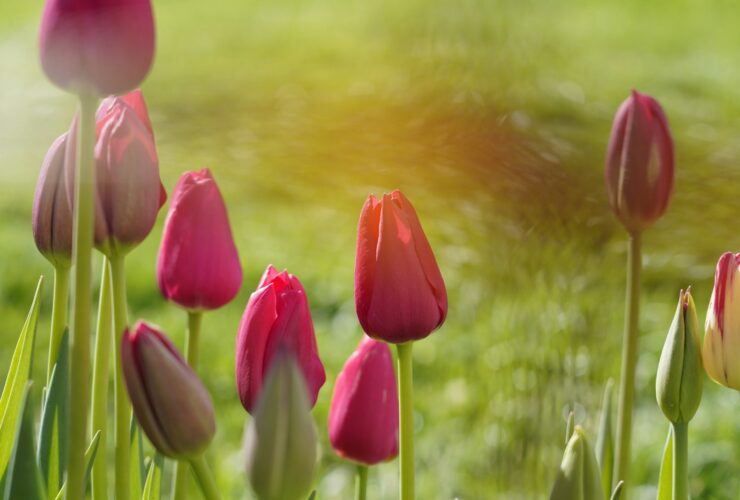 bokeh photography of pink tulip flowers