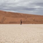 brown tree on dried ground at daytime