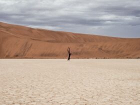 brown tree on dried ground at daytime