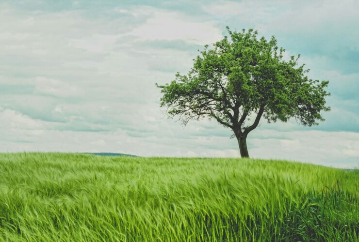 green tree on grassland during daytime