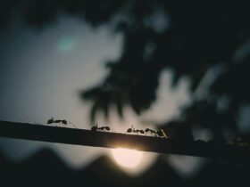 black ant on black wire