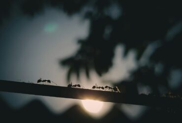 black ant on black wire