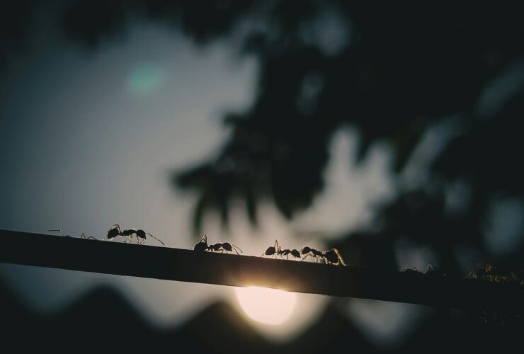 black ant on black wire