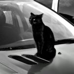 a black cat sitting on the hood of a car