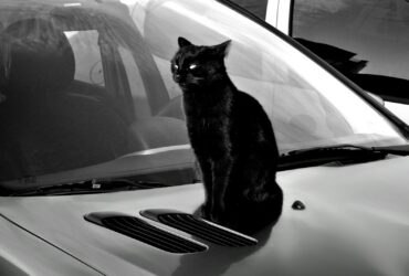 a black cat sitting on the hood of a car