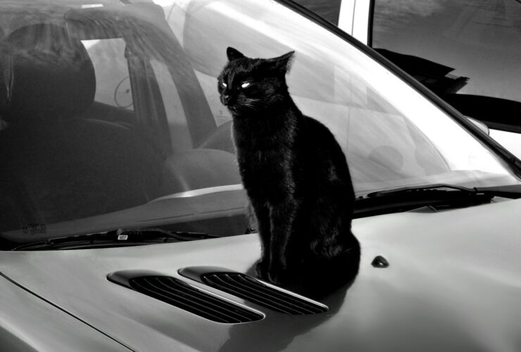 a black cat sitting on the hood of a car