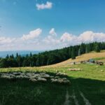 herd of sheep on grass field
