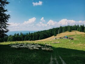 herd of sheep on grass field