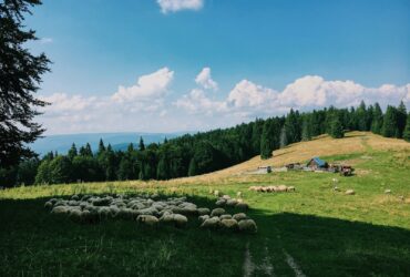 herd of sheep on grass field