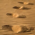 footprints in the sand of a desert area