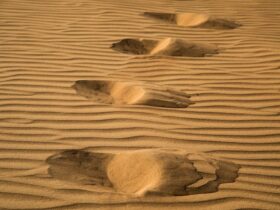 footprints in the sand of a desert area
