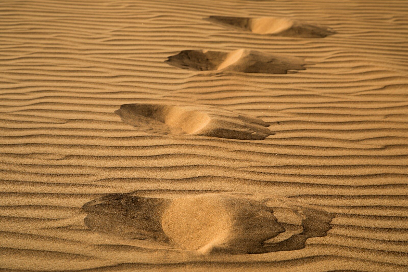footprints in the sand of a desert area